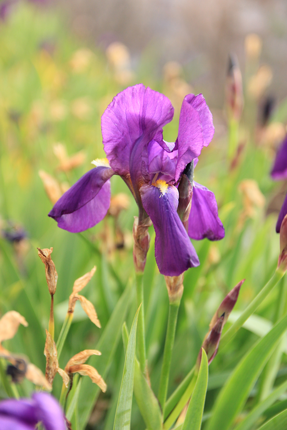 Изображение особи Iris germanica.