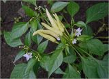 Capsicum annuum