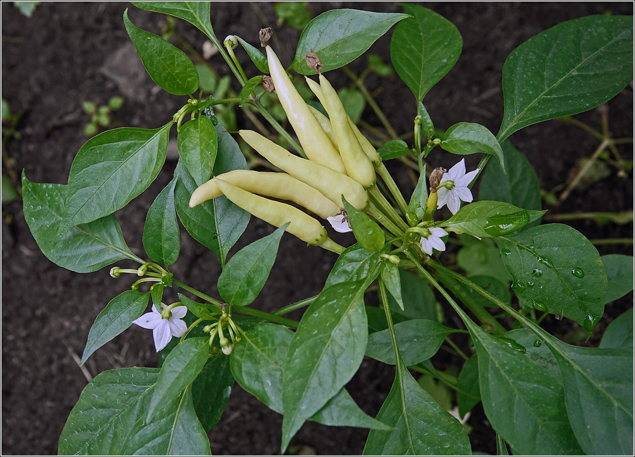 Изображение особи Capsicum annuum.