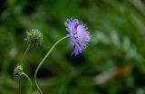 Knautia arvensis. Соцветие и соплодие. Московская обл., Сергиево-Посадский р-н, дол. р. Пажа, опушка смешанного леса. 20.07.2024.