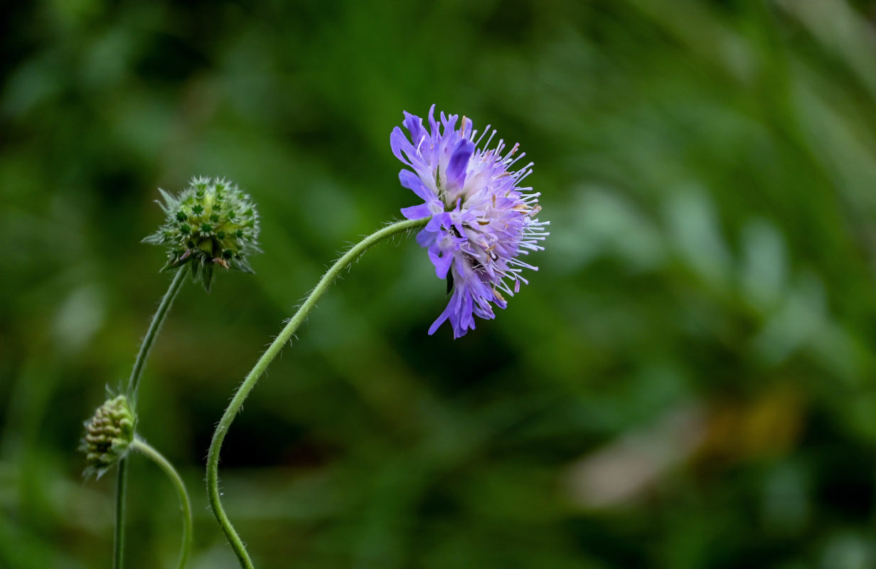 Изображение особи Knautia arvensis.