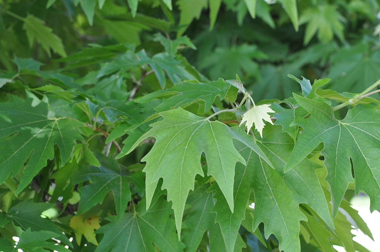 Изображение особи Platanus orientalis.