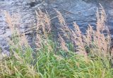 View full-size image Calamagrostis purpurea