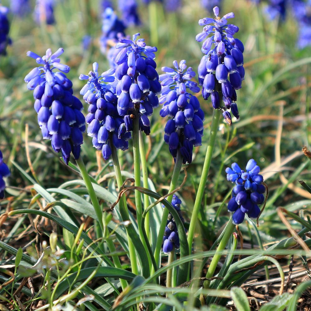 Изображение особи Muscari neglectum.
