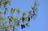 View full-size image Pinus palustris