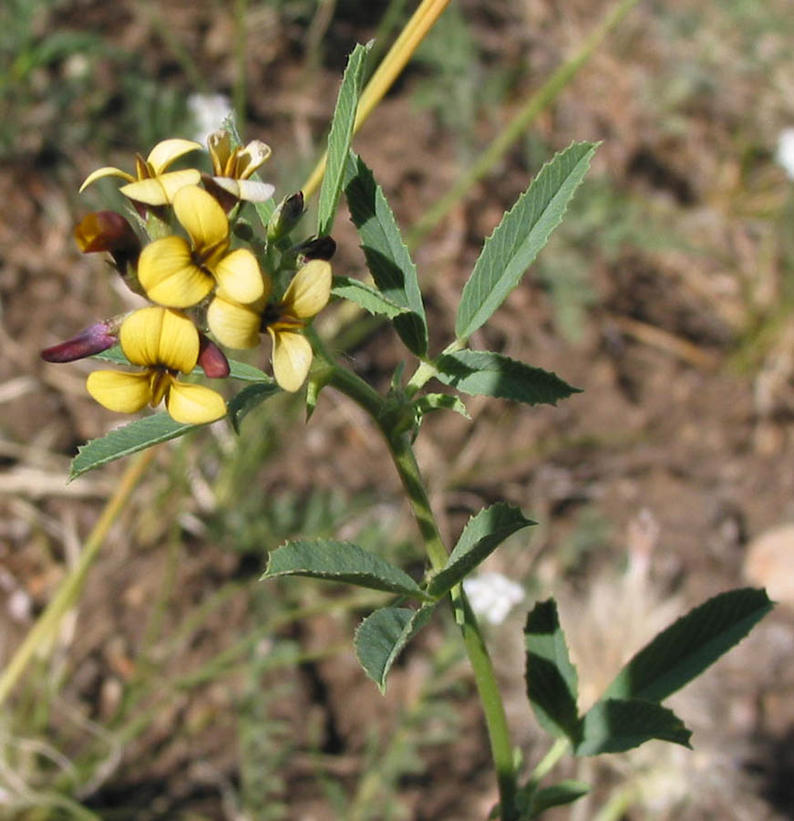 Image of Melilotoides ruthenica specimen.