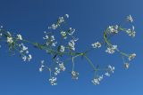 View full-size image Galium palustre