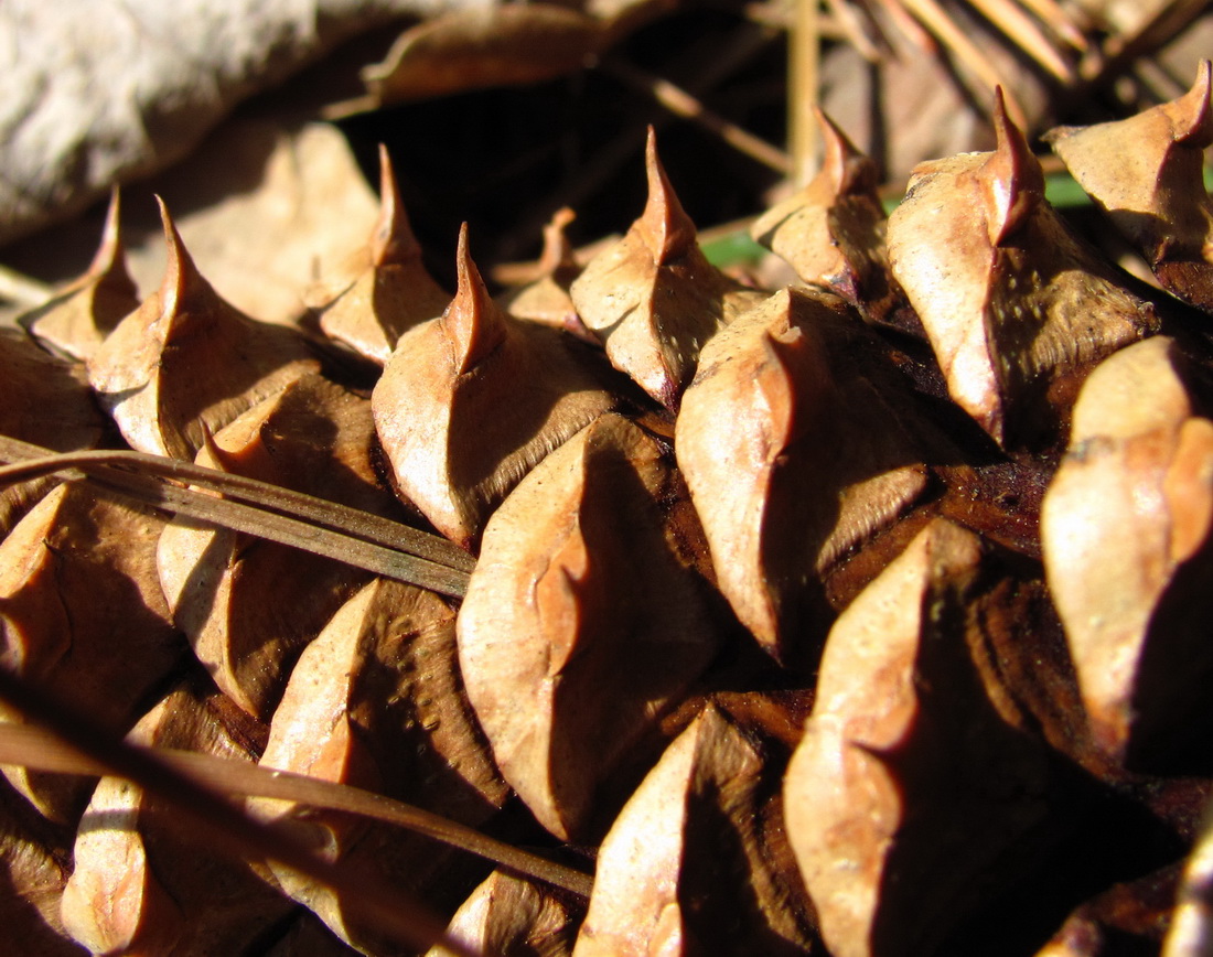 Image of genus Pinus specimen.