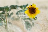 View full-size image Helianthus annuus