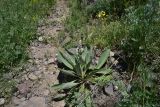 View full-size image genus Verbascum