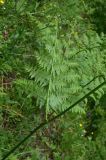 View full-size image Pteridium aquilinum