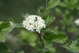 Sorbus persica. Соцветие. Узбекистан, Ташкентская обл., зап. отроги Чаткальского хр., гора Бол. Чимган. 14.05.2011.