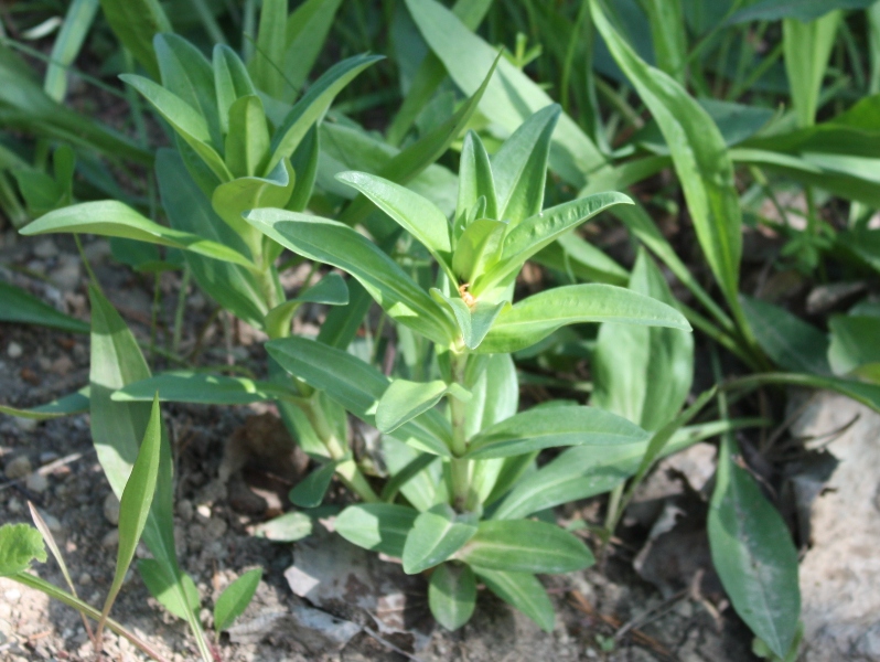 Image of Gentiana cruciata specimen.