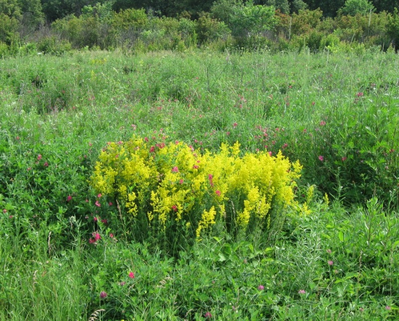 Image of Galium verum specimen.