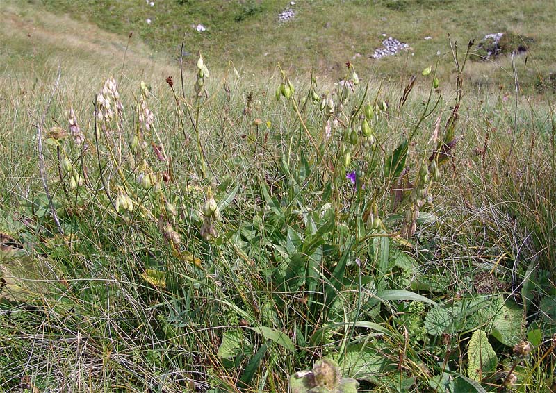 Image of Isatis caucasica specimen.