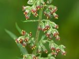 Artemisia vulgaris