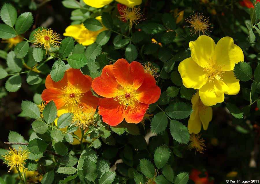 Image of Rosa foetida specimen.