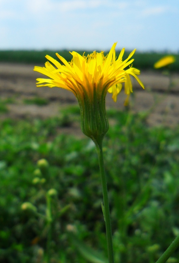 Image of Sonchus arvensis ssp. uliginosus specimen.