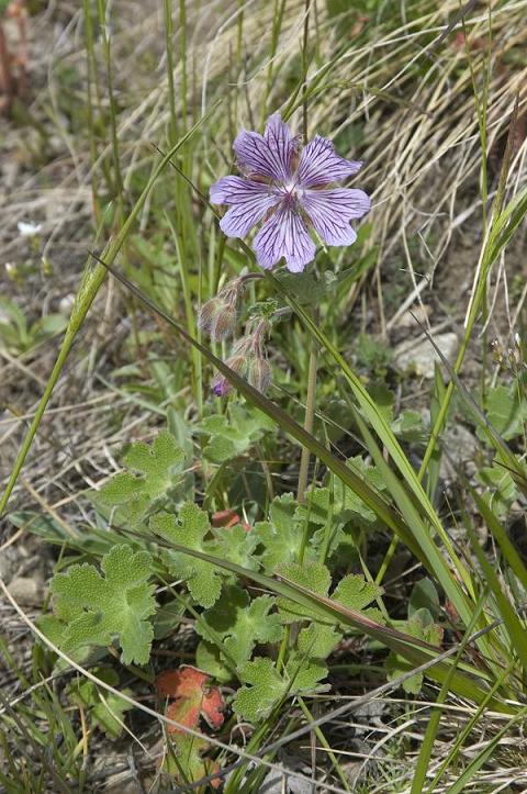 Изображение особи Geranium renardii.