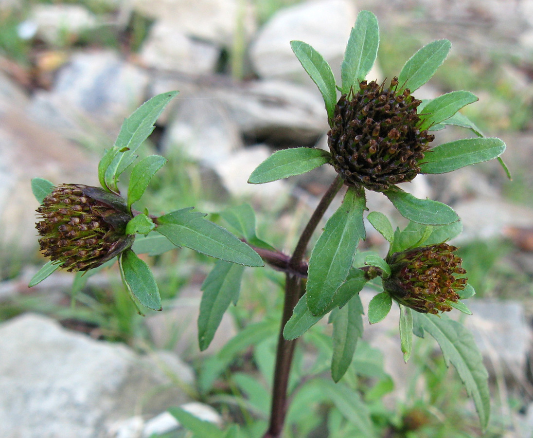 Image of Bidens tripartita specimen.