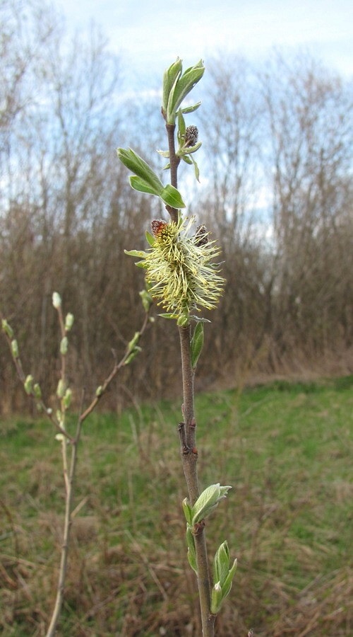 Image of Salix &times; laurina specimen.