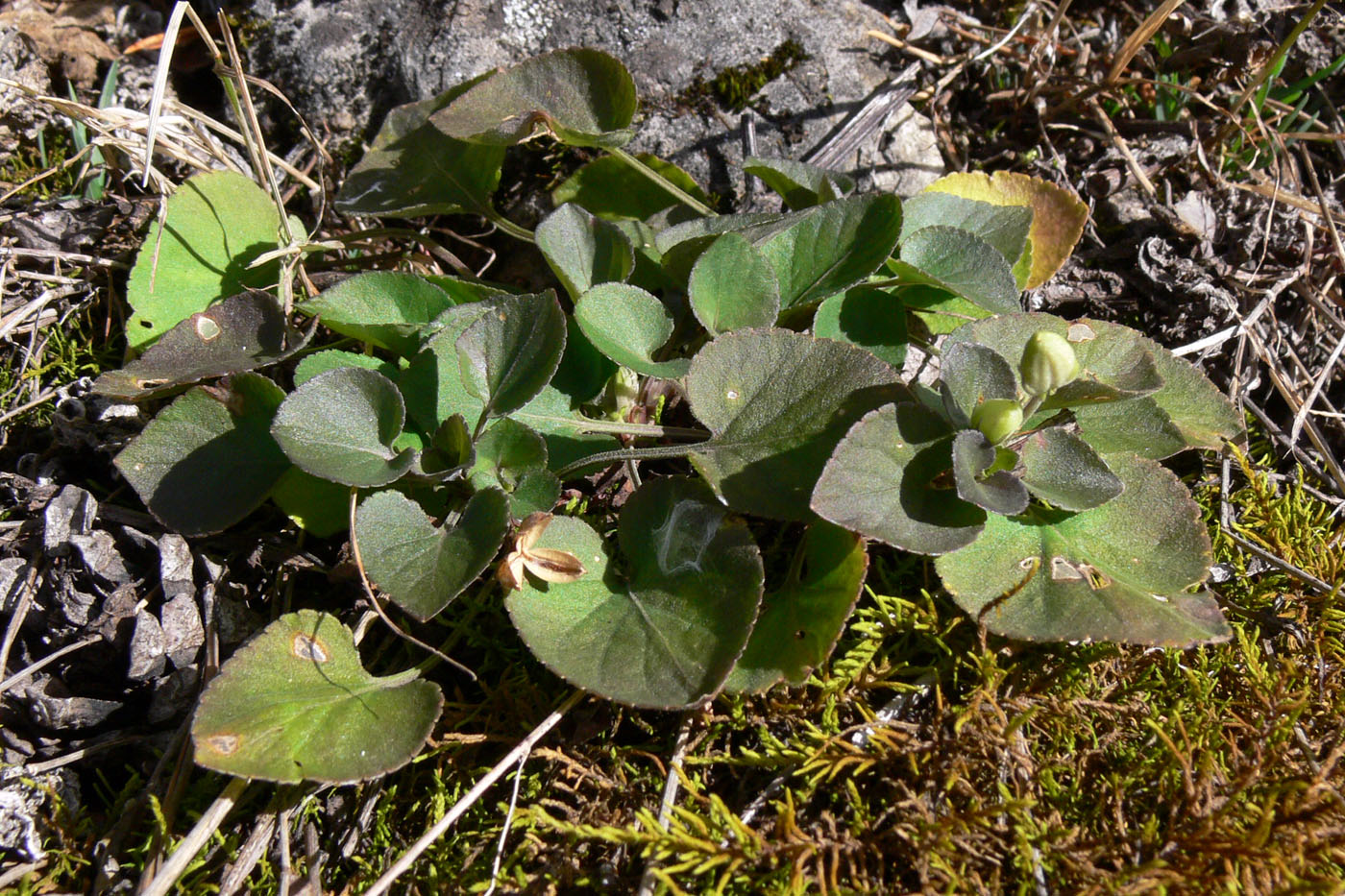 Изображение особи Viola rupestris.