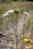 Daucus carota