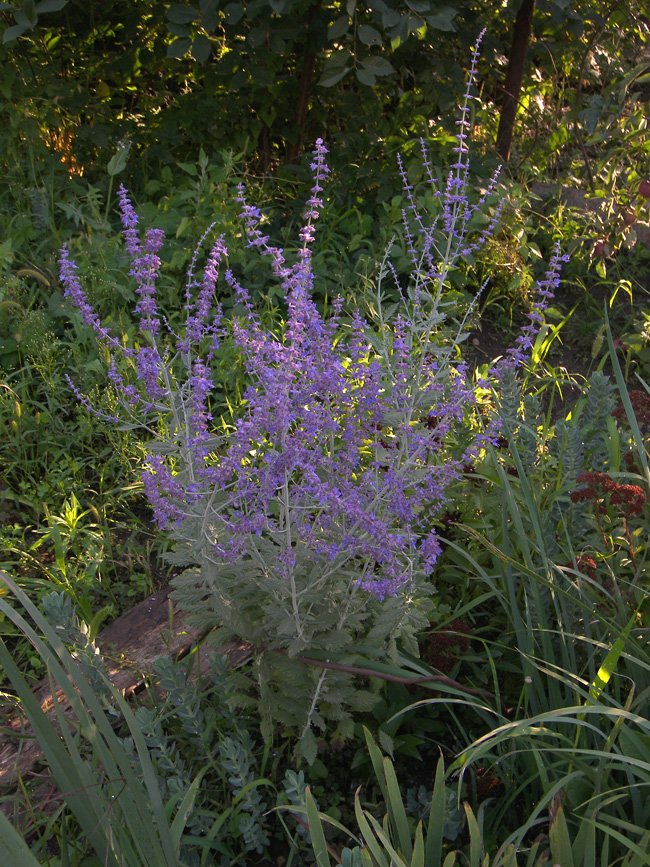 Image of Perovskia atriplicifolia specimen.