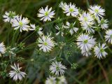 Thalictrum petaloideum