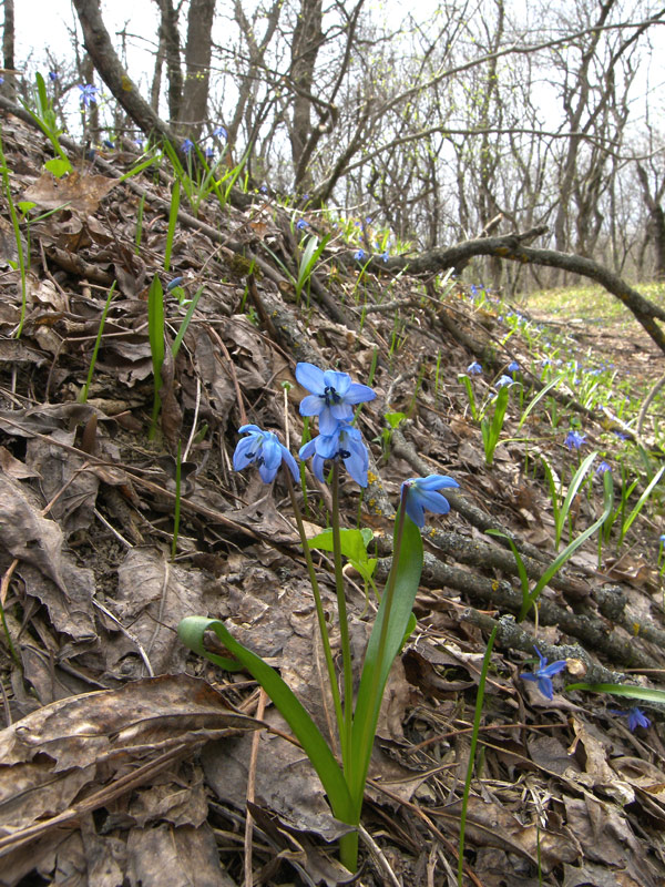 Изображение особи Scilla siberica.