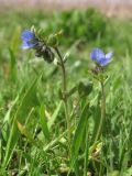 Veronica triphyllos