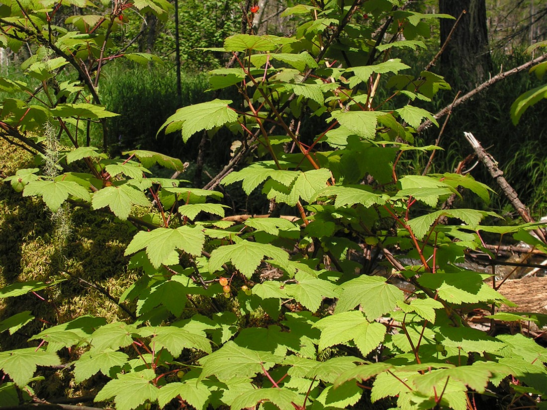 Image of genus Ribes specimen.