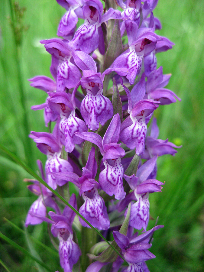 Image of Dactylorhiza majalis specimen.