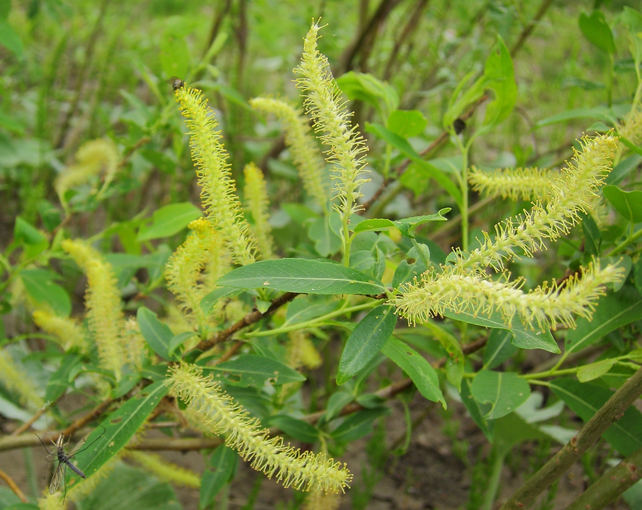 Изображение особи Salix &times; alopecuroides.