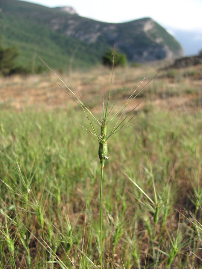 Image of Aegilops biuncialis specimen.