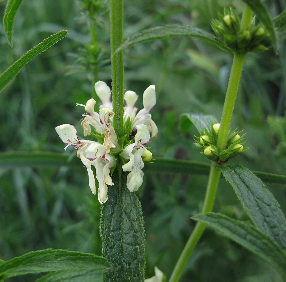 Image of Stachys recta specimen.