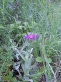 Centaurea fuscomarginata