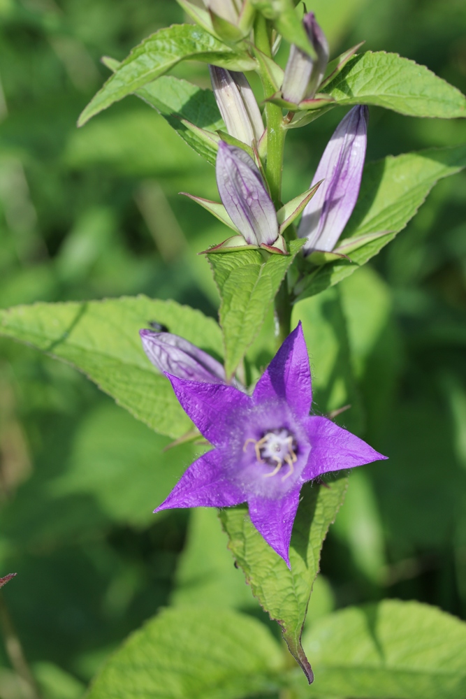 Image of Campanula latifolia specimen.