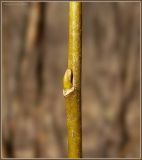 Salix triandra. Часть однолетнего побега с почкой. Чувашия, окр. г. Шумерля, пойма р. Паланка, садовое товарищество. 8 апреля 2009 г.