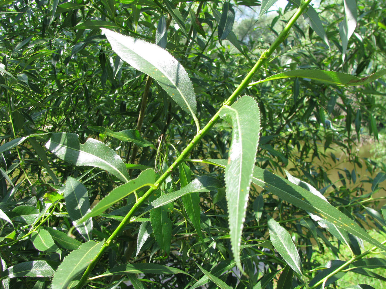 Image of Salix &times; meyeriana specimen.