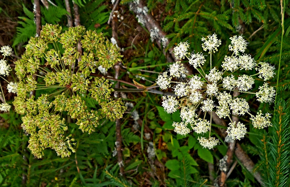 Изображение особи Angelica sylvestris.