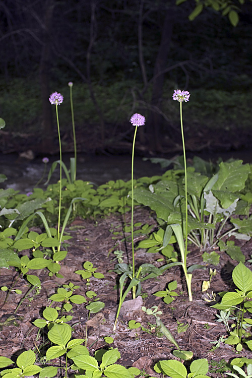 Image of genus Allium specimen.