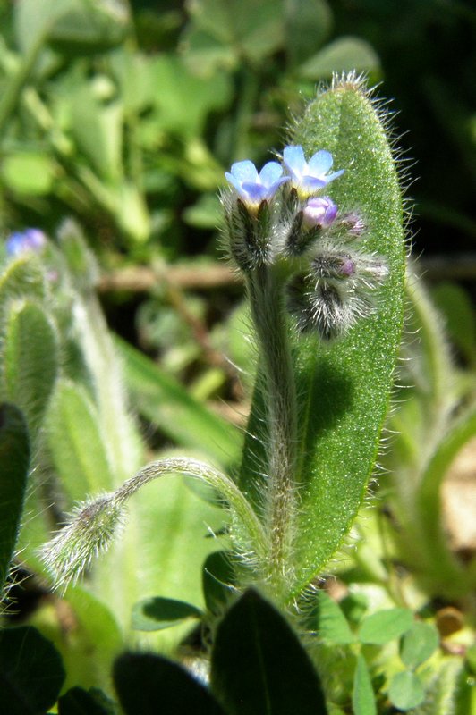 Image of Myosotis arvensis specimen.