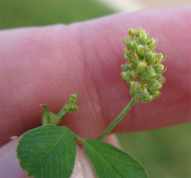 Image of Medicago lupulina specimen.