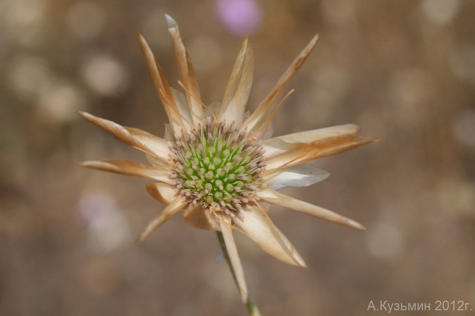 Image of Xeranthemum annuum specimen.