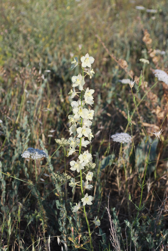 Изображение особи Delphinium semibarbatum.