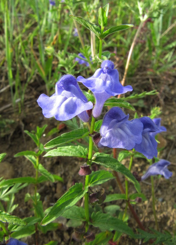 Image of Scutellaria galericulata specimen.