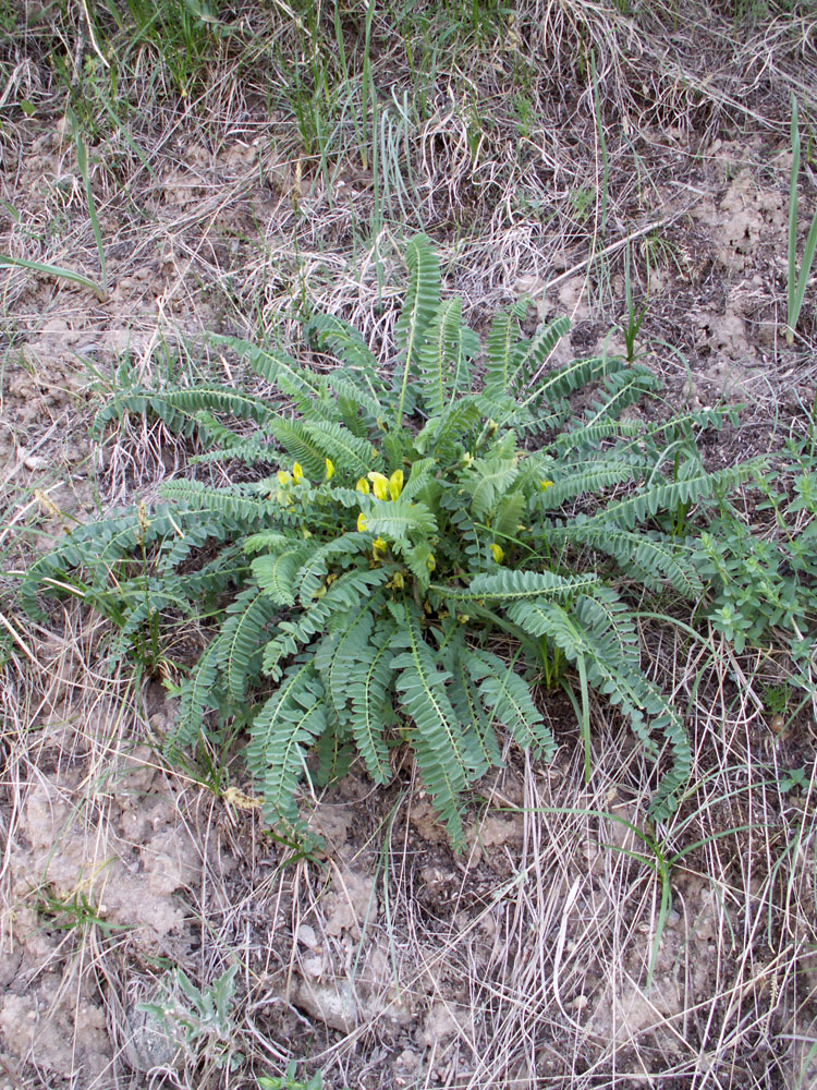 Изображение особи род Astragalus.