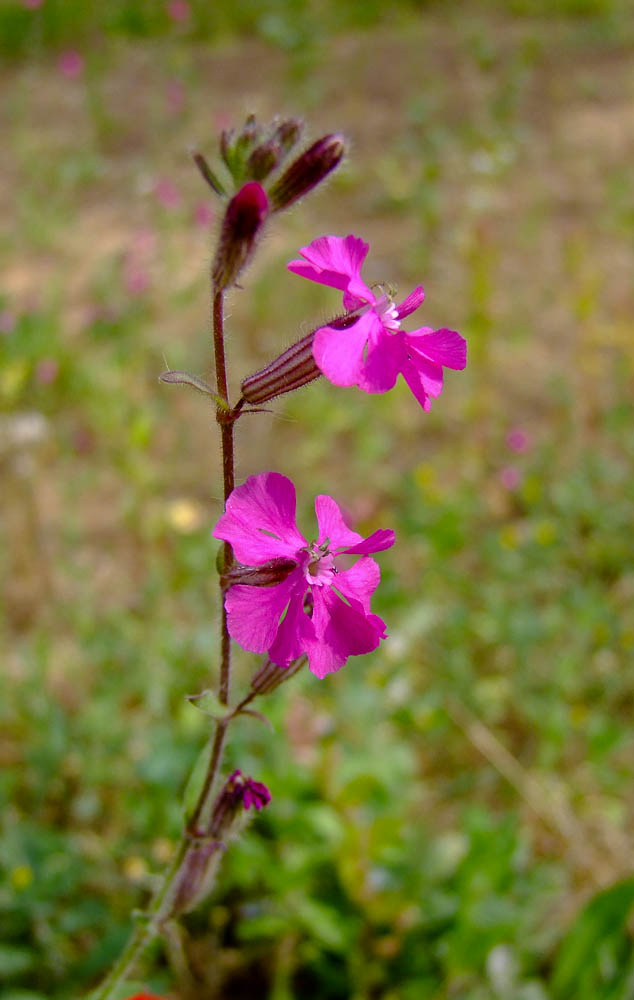 Изображение особи Silene palaestina.