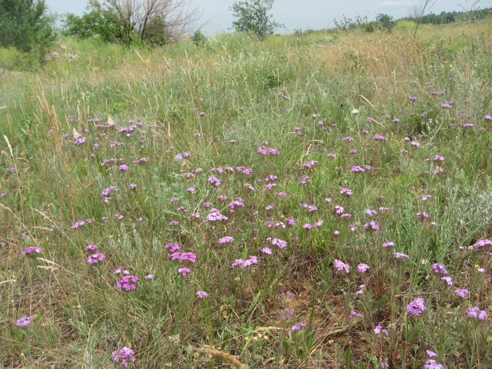 Image of Dianthus pseudarmeria specimen.